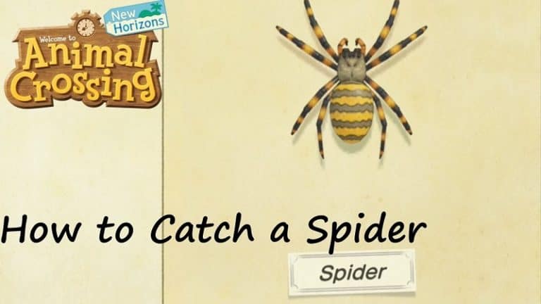 Animal Crossing: New Horizons Araignée tarentule - comment l'attraper?